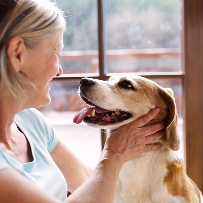 Apple Valley Animal Hospital in Apple Valley