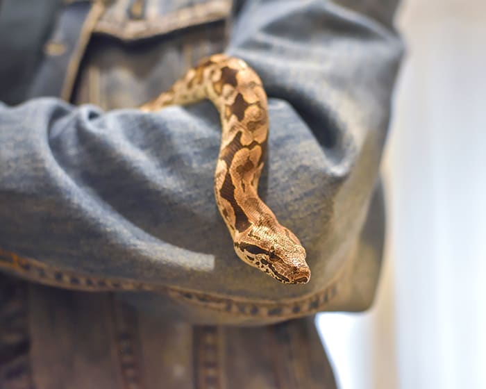 Exotic Pet Vet Care for Reptiles, Mammals and Birds, Apple Valley Vet