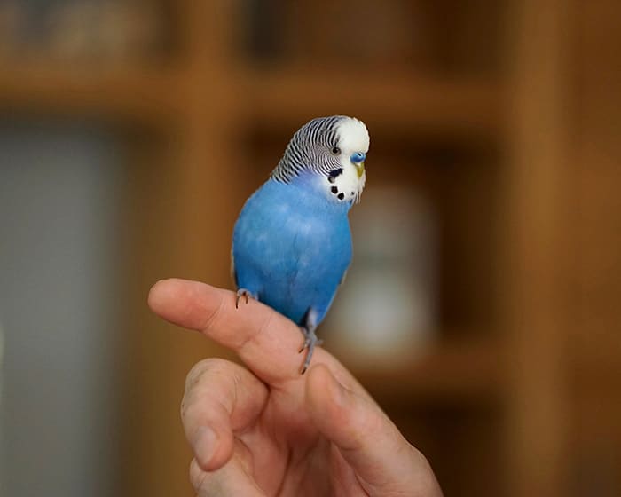 Care for Reptiles, Mammals and Birds, Apple Valley Vet