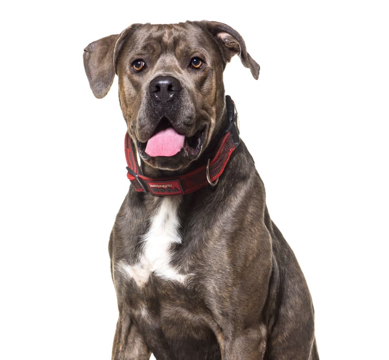 Giant Dogs, Apple Valley Animal Hospital