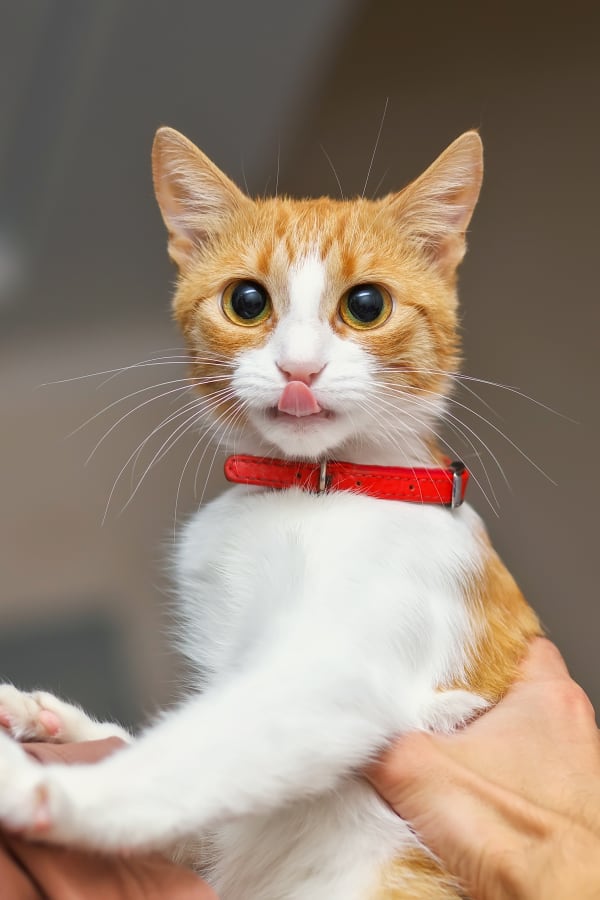 Routine Exams, Apple Valley Vets