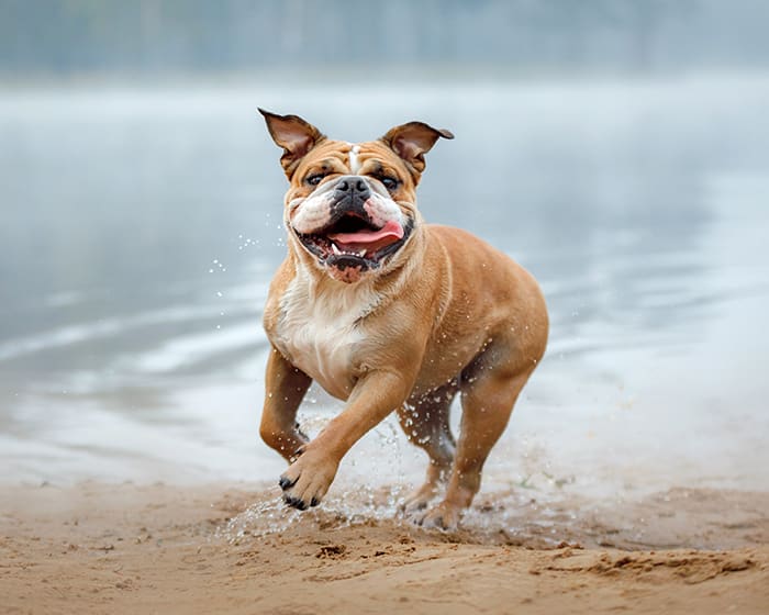 Cold Laser Therapy, Apple Valley Vet